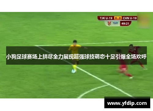 小狗足球赛场上拼尽全力展现超强球技萌态十足引爆全场欢呼